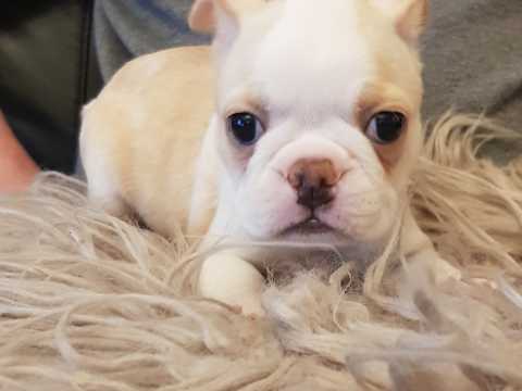 Beautiful Boston Terrier puppies ╬🏁╬ ╬🏁╬ Image eClassifieds4u