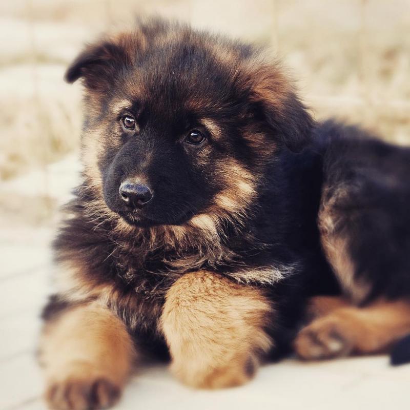 German Shepherd Puppies for Pet-Loving Family Image eClassifieds4u