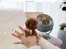 Attention all breeders! Image eClassifieds4U