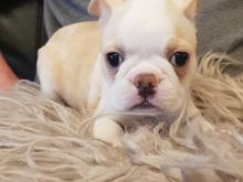 Beautiful Boston Terrier puppies ╬🏁╬ ╬🏁╬ Image eClassifieds4U