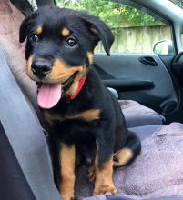 Beautiful male and female Rottweiler puppies. Image eClassifieds4U