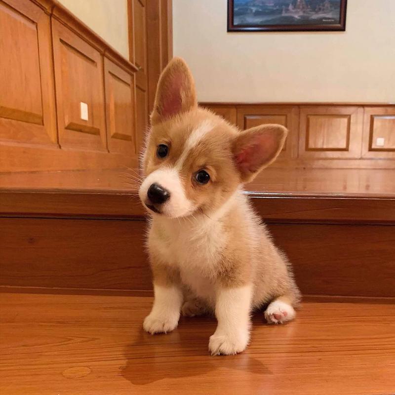 Very healthy and cute Pembroke Corgi puppies for you. Image eClassifieds4u