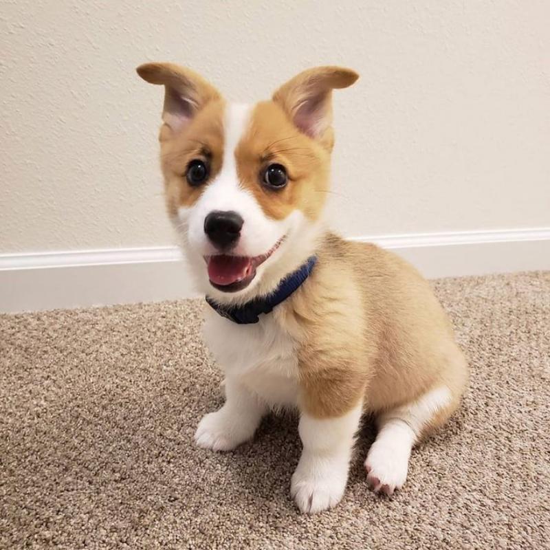 Very healthy and cute Pembroke Corgi puppies for you. Image eClassifieds4u