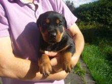 Awesome Rottweiler Puppies for Adoption Image eClassifieds4U