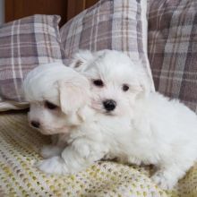 Fabulous Ckc Maltese Puppies Available