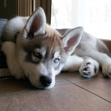 Top quality male and female Siberian Husky puppies. Image eClassifieds4U