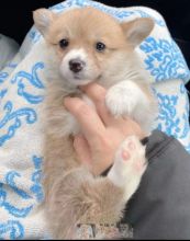 Beautiful Female Corgi Puppy - 2 month old Image eClassifieds4u 4