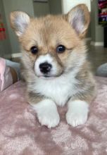 Beautiful Female Corgi Puppy - 2 month old Image eClassifieds4u 3