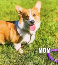 Beautiful Female Corgi Puppy - 2 month old Image eClassifieds4u 1