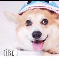 Beautiful Female Corgi Puppy - 2 month old Image eClassifieds4u 2