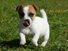 Affectionate Jack Russell puppies available. Call or text us @(732) 515-5611