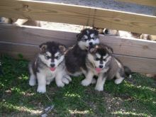 Alaskan Malamute Puppies for adoption. Call or text us @(732) 515-5611