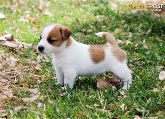 Affectionate Jack Russell puppies available. Call or text us @(732) 515-5611 Image eClassifieds4u