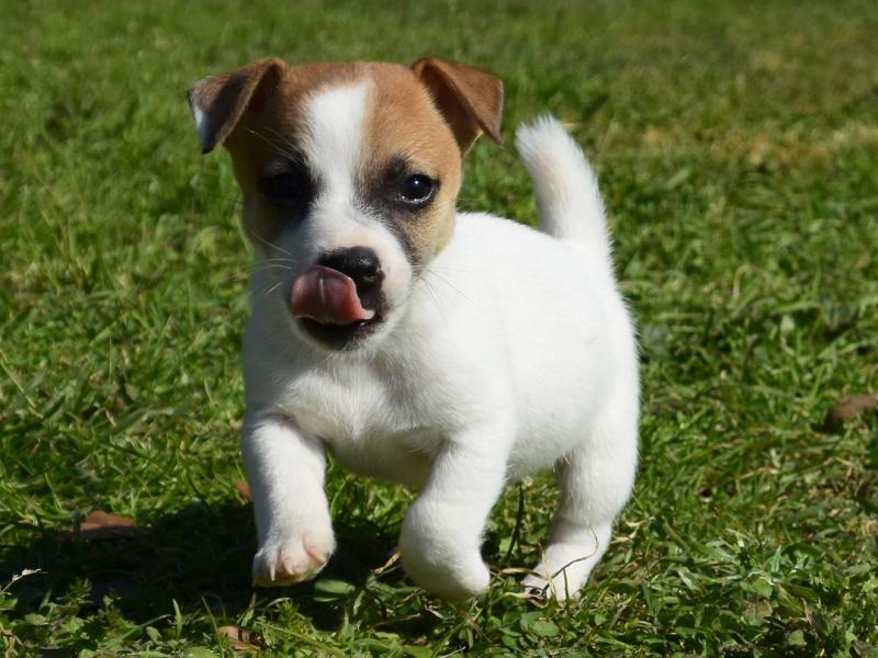 Affectionate Jack Russell puppies available. Call or text us @(732) 515-5611 Image eClassifieds4u