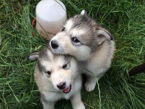 Alaskan Malamute Puppies for adoption. Call or text us @(732) 515-5611 Image eClassifieds4u