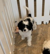 Accommodating Bernedoodle Puppies For Sale, Text +1 (270) 560-7621