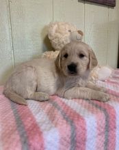 Accomplished Golden Retriever Puppies For Sale, Text +1 (270) 560-7621