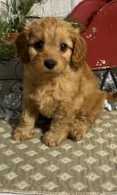 Admirable Cavapoo Puppies For Sale, Text +1 (270) 560-7621