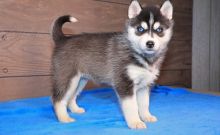 Agreeable Siberian Husky Puppies For Sale, Text +1 (270) 560-7621