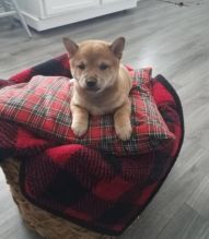 Amazing Shiba Inu Puppies For Sale, Text +1 (270) 560-7621