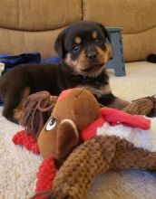 Attractive Rottweiler Puppies For Sale, Text +1 (270) 560-7621