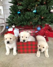 Labrador Retriever Puppies For Sale, Text +1 (270) 560-7621