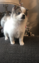 Pomsky Puppies For Sale, Text +1 (270) 560-7621