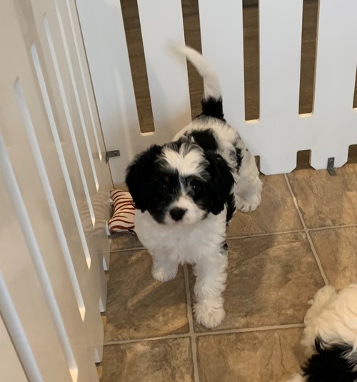 Accommodating Bernedoodle Puppies For Sale, Text +1 (270) 560-7621 Image eClassifieds4u
