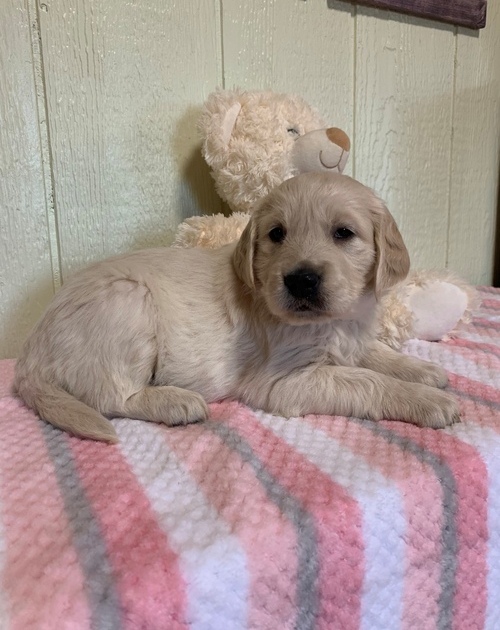 Accomplished Golden Retriever Puppies For Sale, Text +1 (270) 560-7621 Image eClassifieds4u