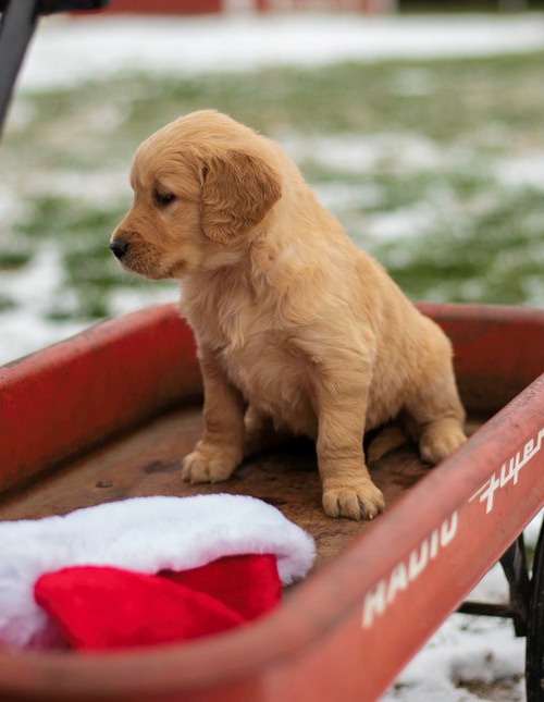 Accomplished Golden Retriever Puppies For Sale, Text +1 (270) 560-7621 Image eClassifieds4u