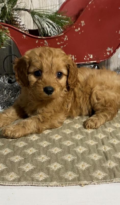 Admirable Cavapoo Puppies For Sale, Text +1 (270) 560-7621 Image eClassifieds4u