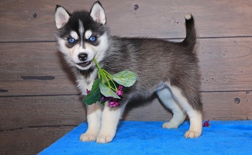 Agreeable Siberian Husky Puppies For Sale, Text +1 (270) 560-7621 Image eClassifieds4u