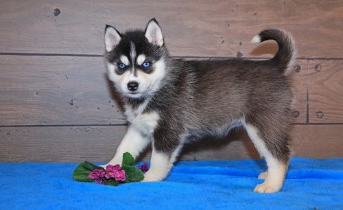 Agreeable Siberian Husky Puppies For Sale, Text +1 (270) 560-7621 Image eClassifieds4u