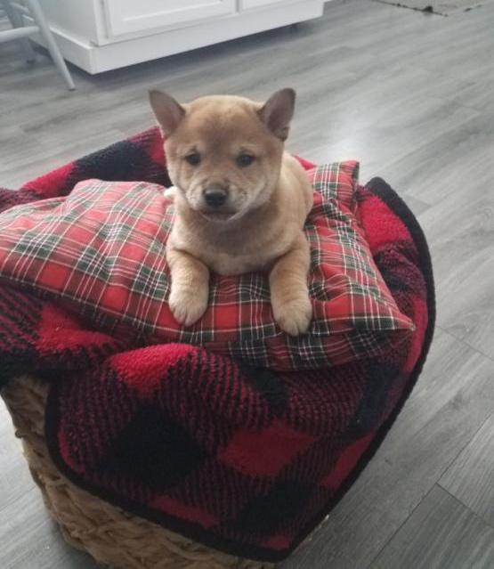 Amazing Shiba Inu Puppies For Sale, Text +1 (270) 560-7621 Image eClassifieds4u
