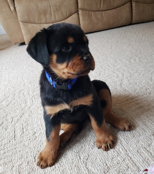 Attractive Rottweiler Puppies For Sale, Text +1 (270) 560-7621 Image eClassifieds4u