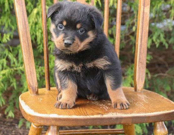 Attractive Rottweiler Puppies For Sale, Text +1 (270) 560-7621 Image eClassifieds4u