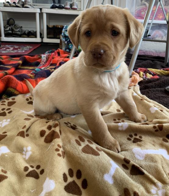 Labrador Retriever Puppies For Sale, Text +1 (270) 560-7621 Image eClassifieds4u