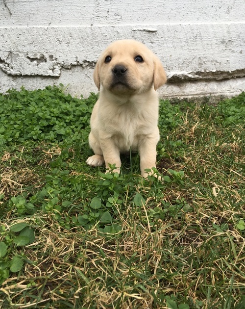 Labrador Retriever Puppies For Sale, Text +1 (270) 560-7621 Image eClassifieds4u