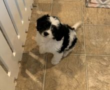 Accommodating Bernedoodle Puppies For Sale, Text +1 (270) 560-7621 Image eClassifieds4u 2