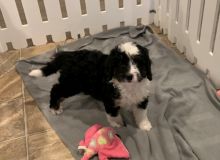 Accommodating Bernedoodle Puppies For Sale, Text +1 (270) 560-7621 Image eClassifieds4u 3