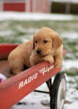 Accomplished Golden Retriever Puppies For Sale, Text +1 (270) 560-7621 Image eClassifieds4u 3
