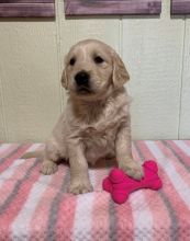 Accomplished Golden Retriever Puppies For Sale, Text +1 (270) 560-7621 Image eClassifieds4u 4