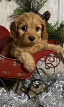 Admirable Cavapoo Puppies For Sale, Text +1 (270) 560-7621 Image eClassifieds4u 2