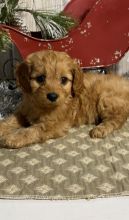 Admirable Cavapoo Puppies For Sale, Text +1 (270) 560-7621 Image eClassifieds4u 3