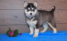 Agreeable Siberian Husky Puppies For Sale, Text +1 (270) 560-7621 Image eClassifieds4u 2