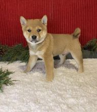 Amazing Shiba Inu Puppies For Sale, Text +1 (270) 560-7621 Image eClassifieds4u 2