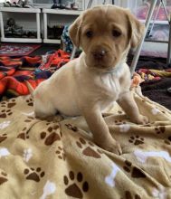 Labrador Retriever Puppies For Sale, Text +1 (270) 560-7621 Image eClassifieds4u 4