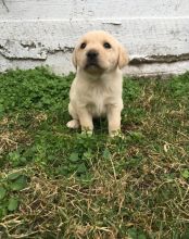 Labrador Retriever Puppies For Sale, Text +1 (270) 560-7621 Image eClassifieds4u 3