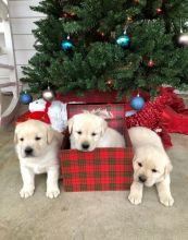 Labrador Retriever Puppies For Sale, Text +1 (270) 560-7621 Image eClassifieds4u 1