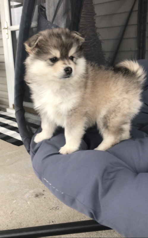 Pomsky Puppies For Sale, Text +1 (270) 560-7621 Image eClassifieds4u